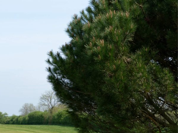 golf green in Stamford